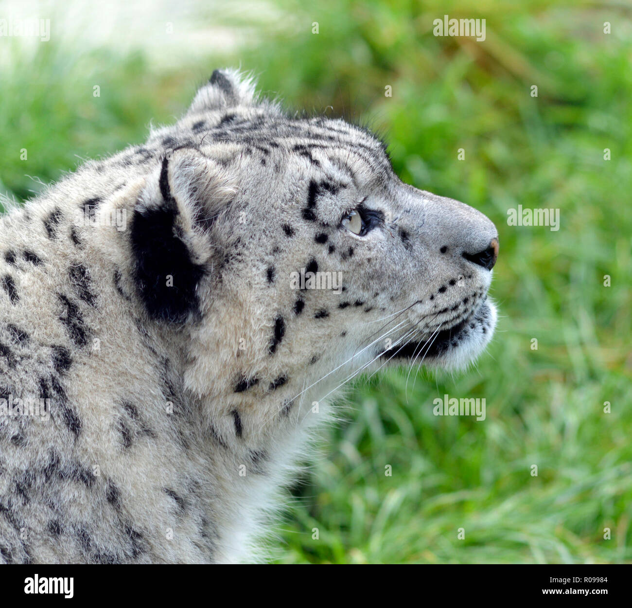 Portrait of a Snow Leopard Stock Photo