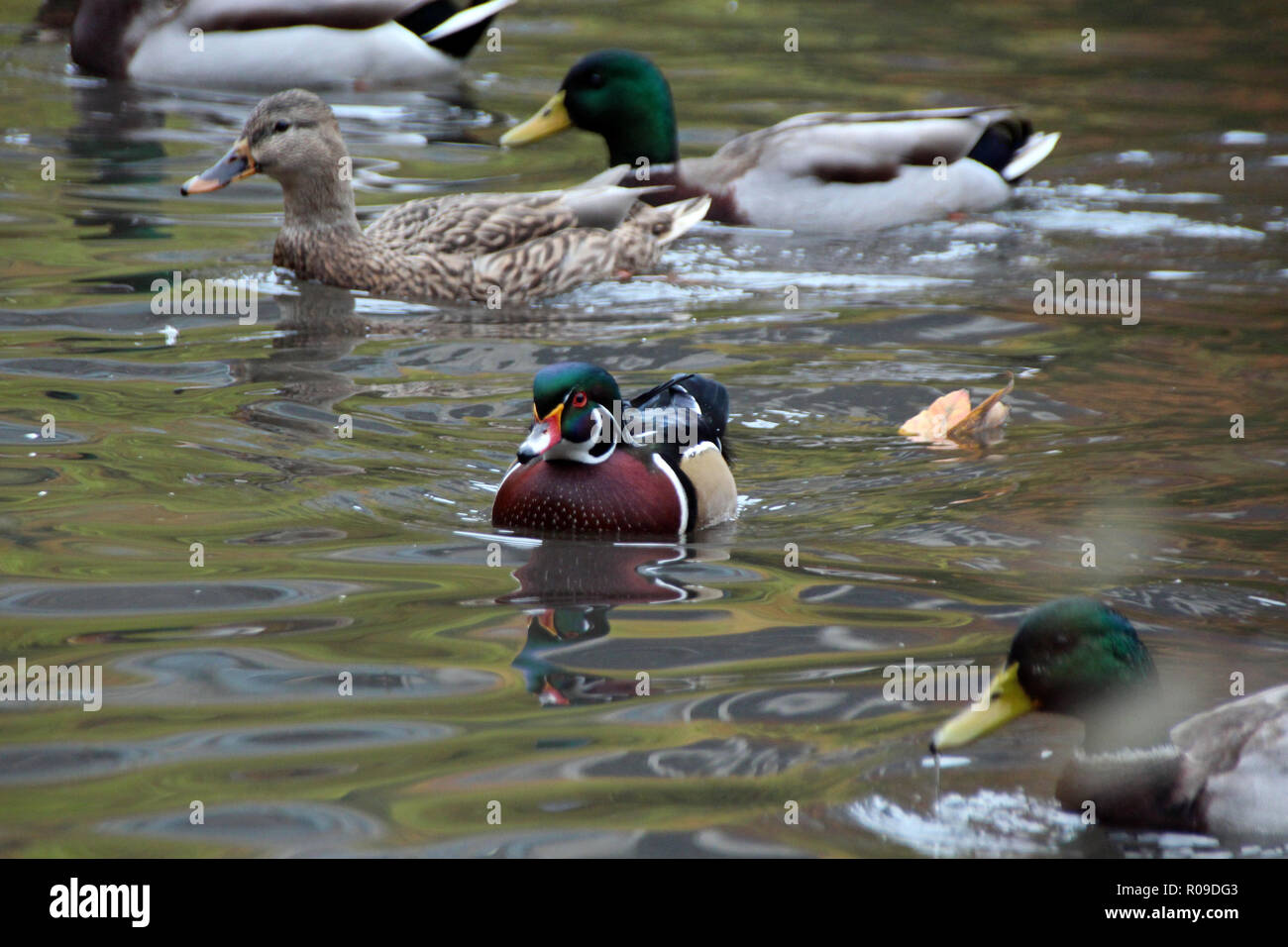 New York, USA. 02nd Nov, 2018. A mandarin duck swims among mallards on a pond in Central Park. A colorful mandarin duck had appeared there some days ago and had mixed itself among the far less colorful mallard ducks resident there. Mandarin clients are actually located in Asia. Where this specimen came from was initially unclear. (to dpa ''New York's most coveted bachelor': Metropolis puzzles about a duck' from 03.11.2018) Credit: Christina Horsten/dpa/Alamy Live News Stock Photo