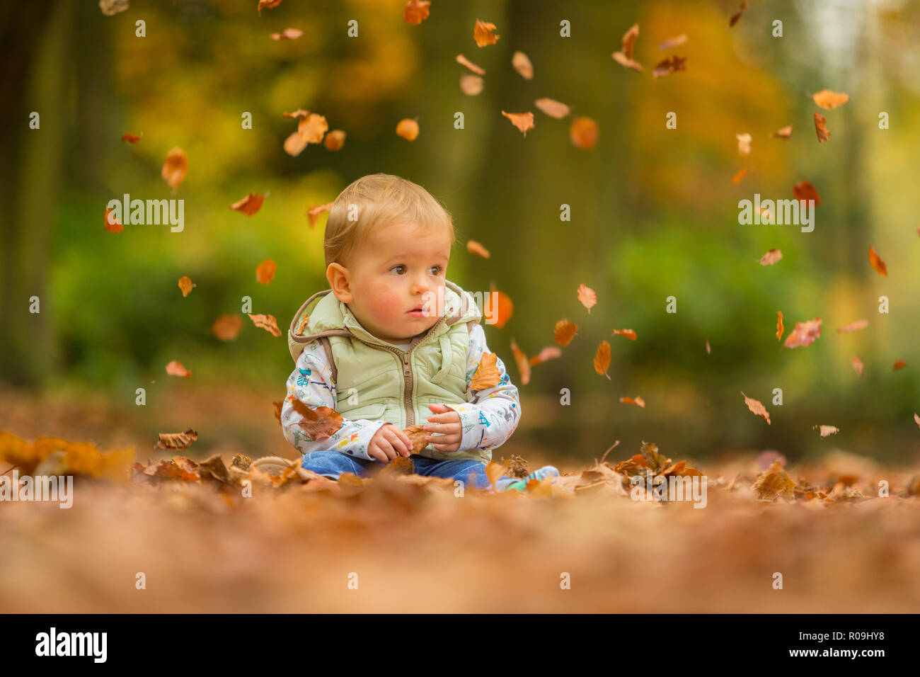 18 month old boy white sitting in autumn leaves with leaves falling Stock Photo