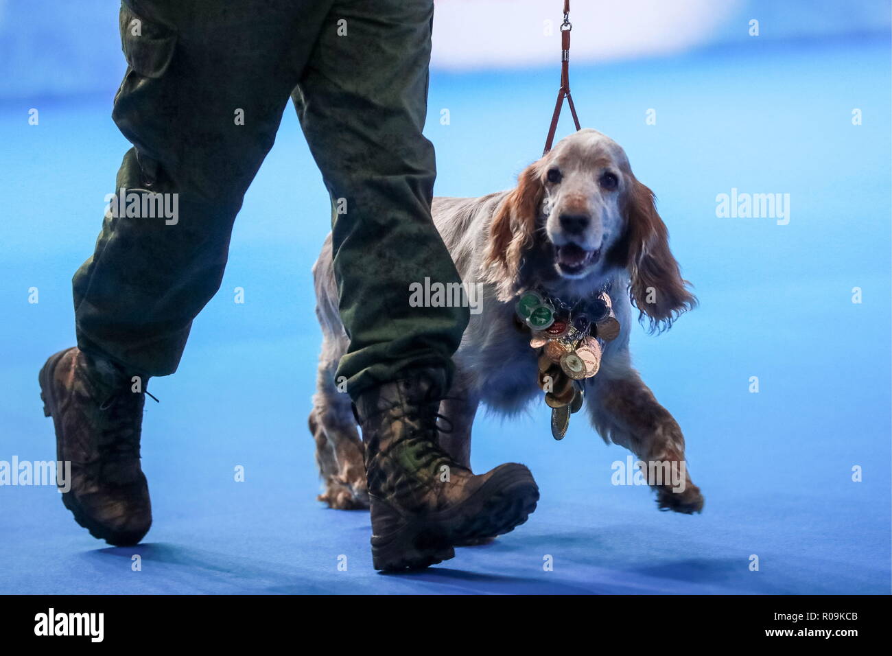 Page 3 Show Spaniel High Resolution Stock Photography And Images Alamy