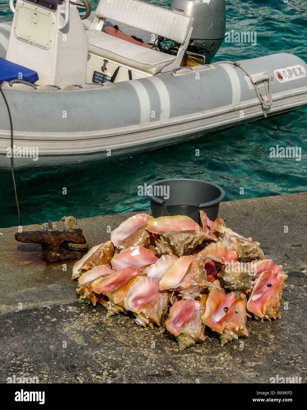 Nassau, New Providence, Bahamas. 16th Jan, 2009. Colorful conch shells for sale on the dock at the port of Nassau, capital of the Bahamas and a popular cruise-ship destination. Credit: Arnold Drapkin/ZUMA Wire/Alamy Live News Stock Photo