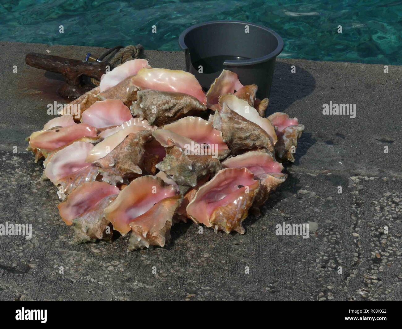 Nassau, New Providence, Bahamas. 16th Jan, 2009. Colorful conch shells for sale on the dock at the port of Nassau, capital of the Bahamas and a popular cruise-ship destination. Credit: Arnold Drapkin/ZUMA Wire/Alamy Live News Stock Photo