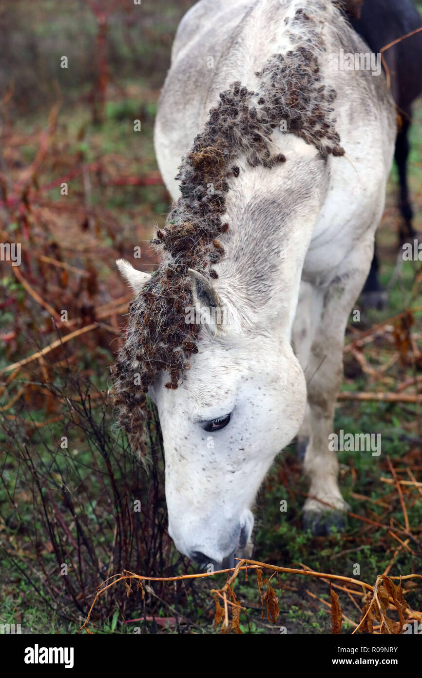 Last Chance for One of a Kind Models from Moonlight Madness, image size:866x1390