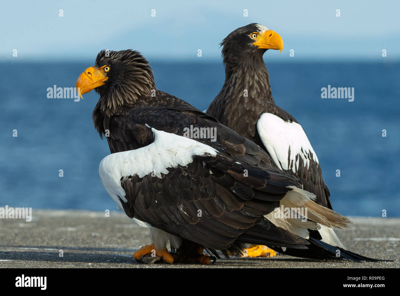 Steller's sea eagles. Blue sky and ocean background. Scientific name: Haliaeetus pelagicus. Natural Habitat. Winter Season. Stock Photo
