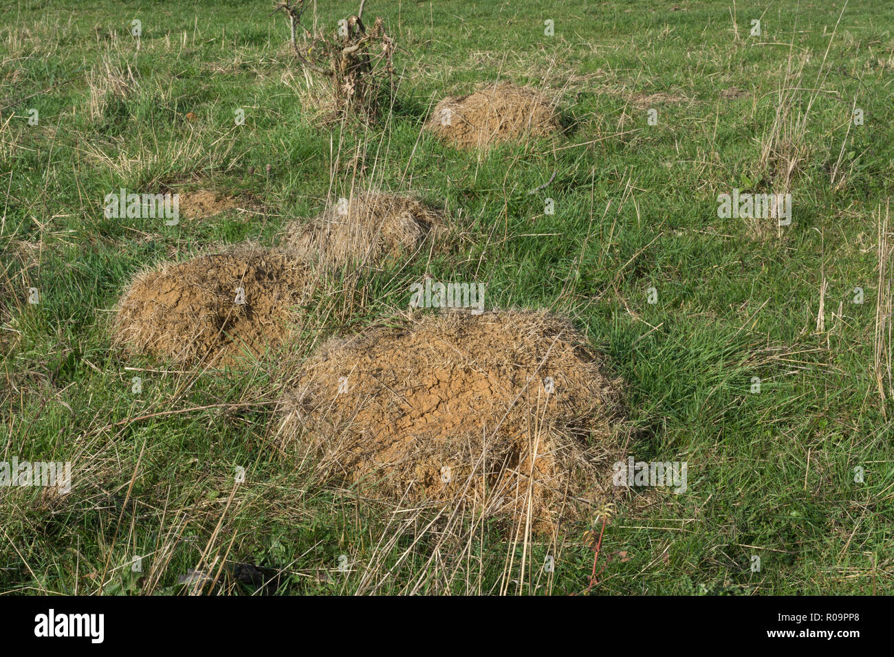 Anthills constructed by yellow meadow ants (Lasius flavus). Chalk ...