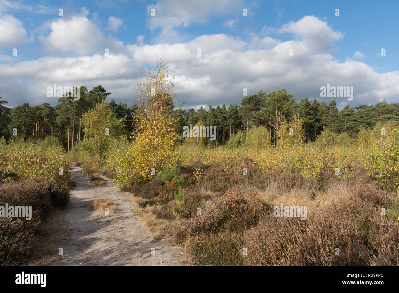 Heathland landscape at Chatley Heath in Surrey, UK Stock Photo