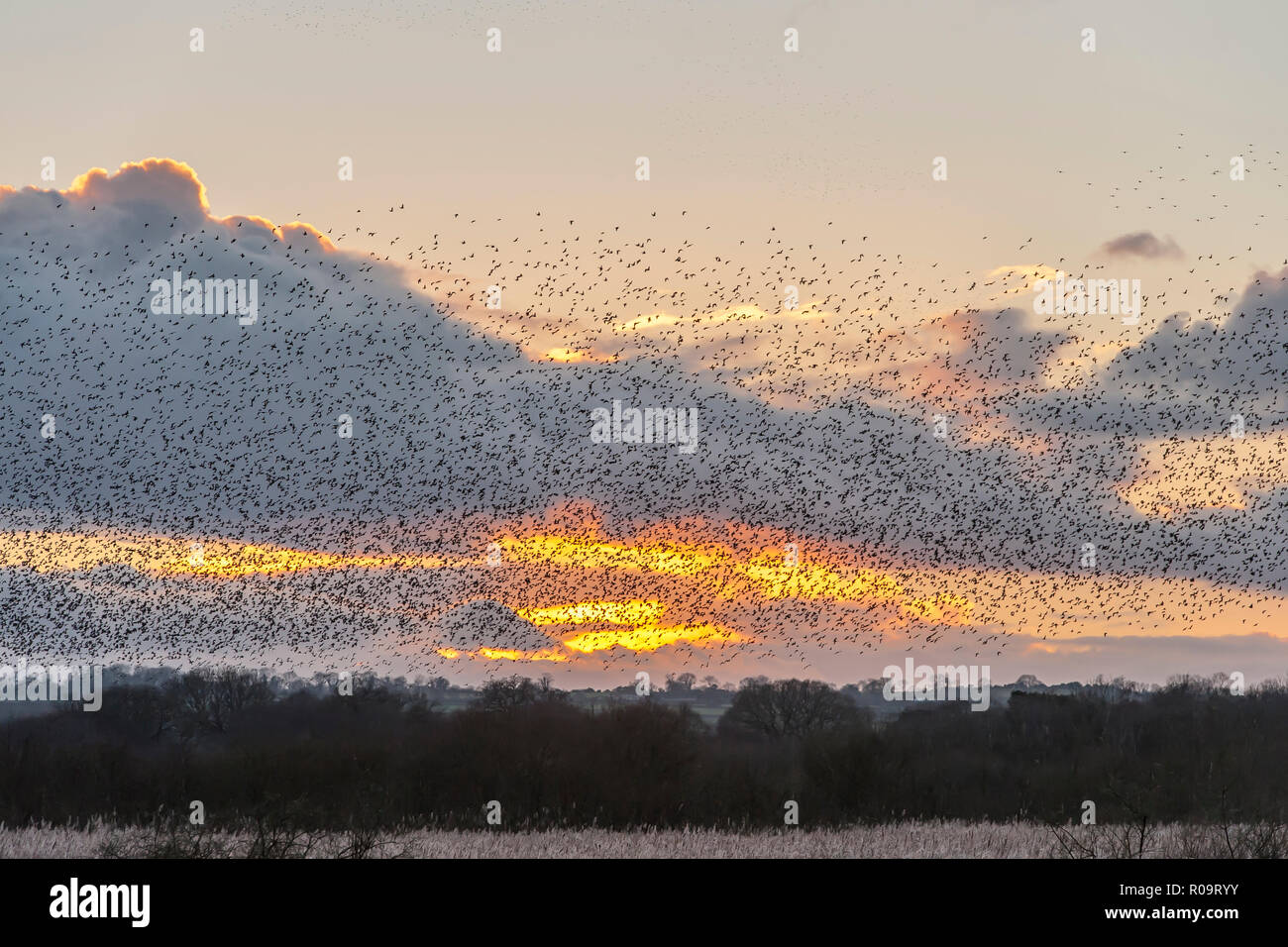 Starlings settling to roost at sunset, at Shapwick Heath on the Somerset Levels, UK Stock Photo