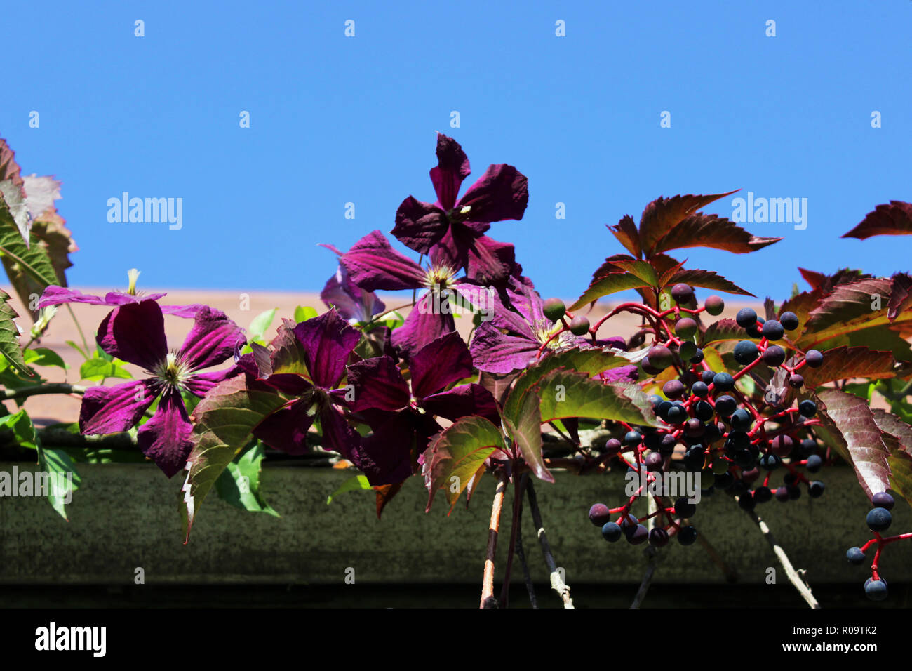 purple flowers of the plant clematis jakman and dark blue berries and colorful leaves of Parthenocissus quinquefolia, in the fall, on the garden plot. Stock Photo