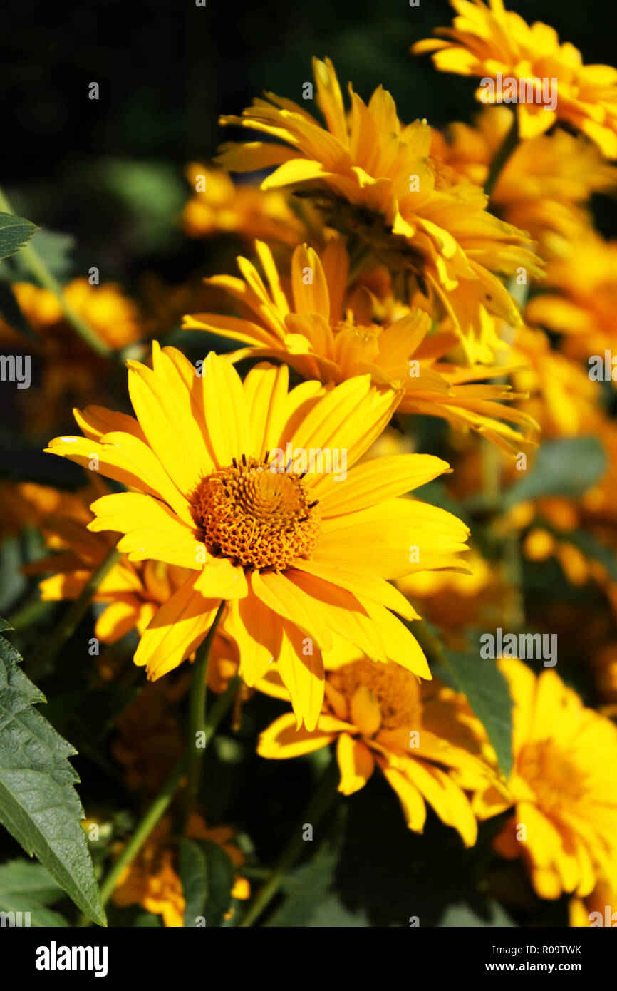 several bright yellow flowers Heliopsis in the fall on a flower bed Stock Photo