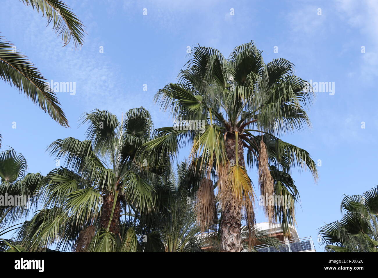 palm tree set against a blue sky Stock Photo - Alamy