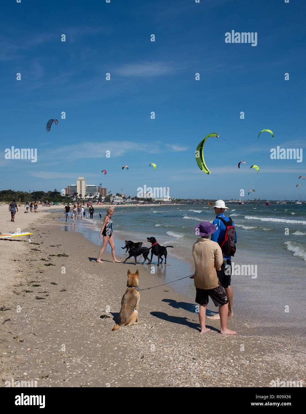 Melbourne dog dogs hires stock photography and images Alamy