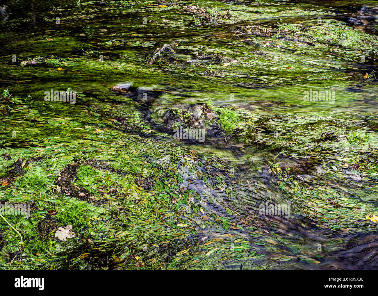 water flowing over river weed  Bradford Bodmin moor Cornwall Stock Photo