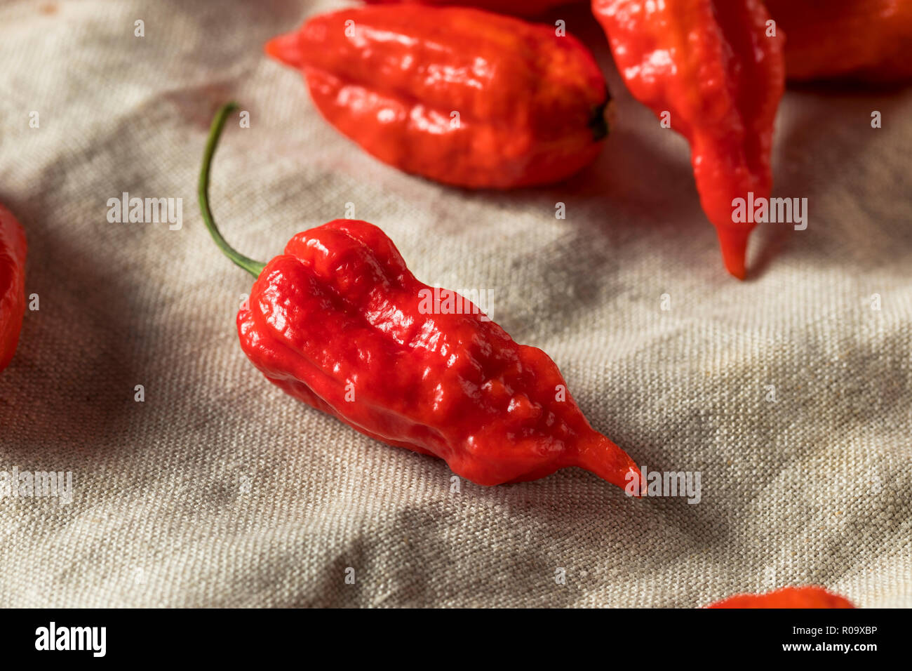Raw Organic Spicy Bhut Jolokia Ghost Peppers Ready to Cook Stock Photo