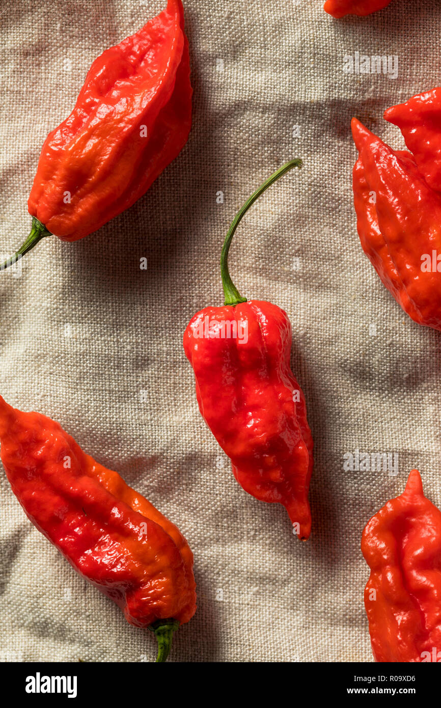 Raw Organic Spicy Bhut Jolokia Ghost Peppers Ready to Cook Stock Photo