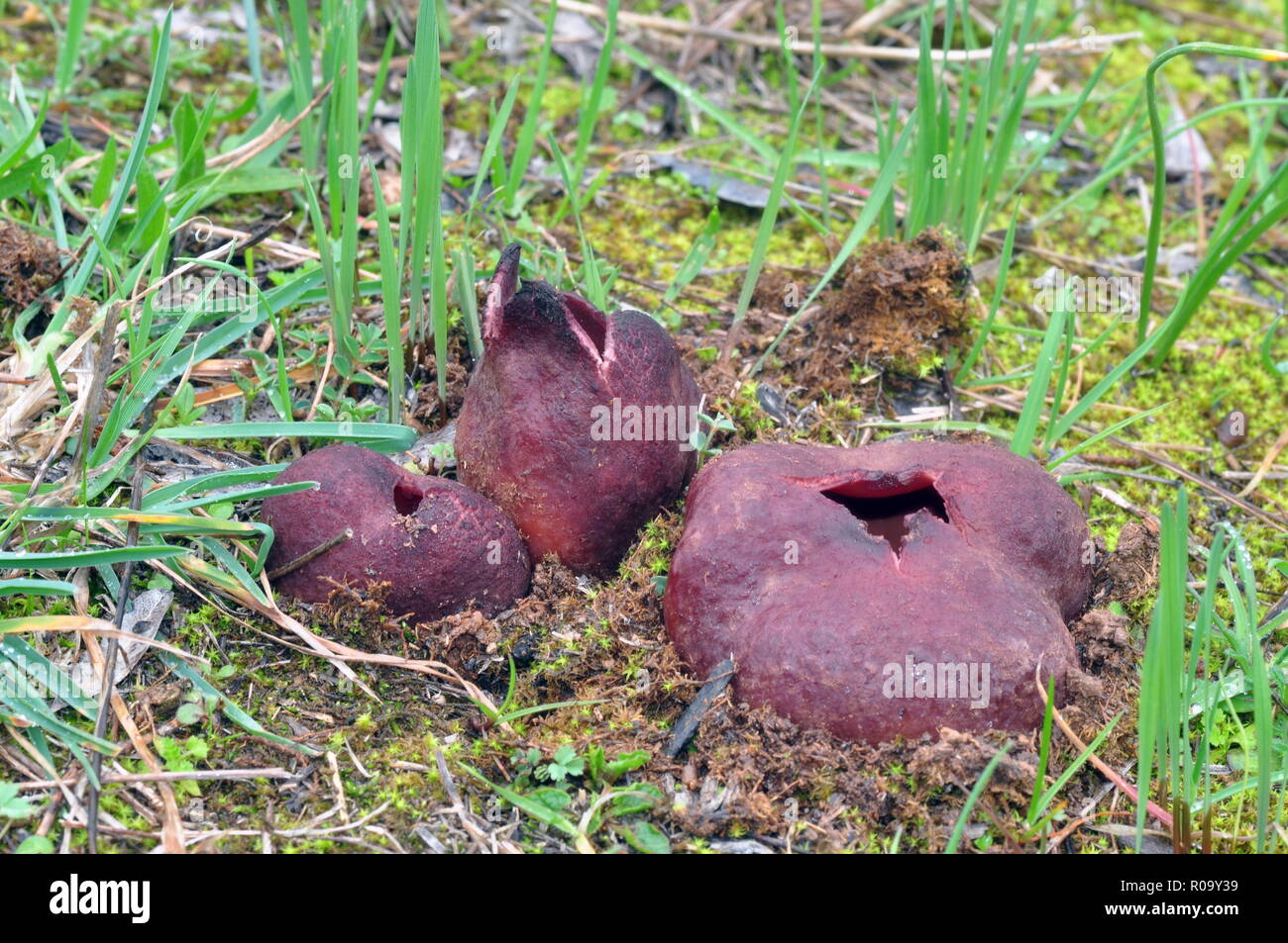 Peziza sicula,Sarcopeziza, a very rare, big red-brown ascomycete from Thessaloniki Greece.Only two known habitats in Greece. Stock Photo