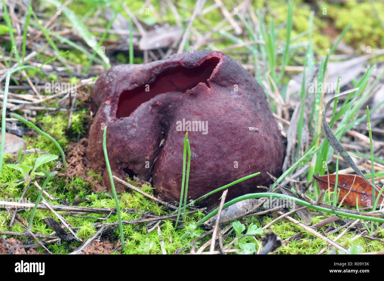 Peziza sicula,Sarcopeziza, a very rare, big red-brown ascomycete from Thessaloniki Greece.Only two known habitats in Greece. Stock Photo