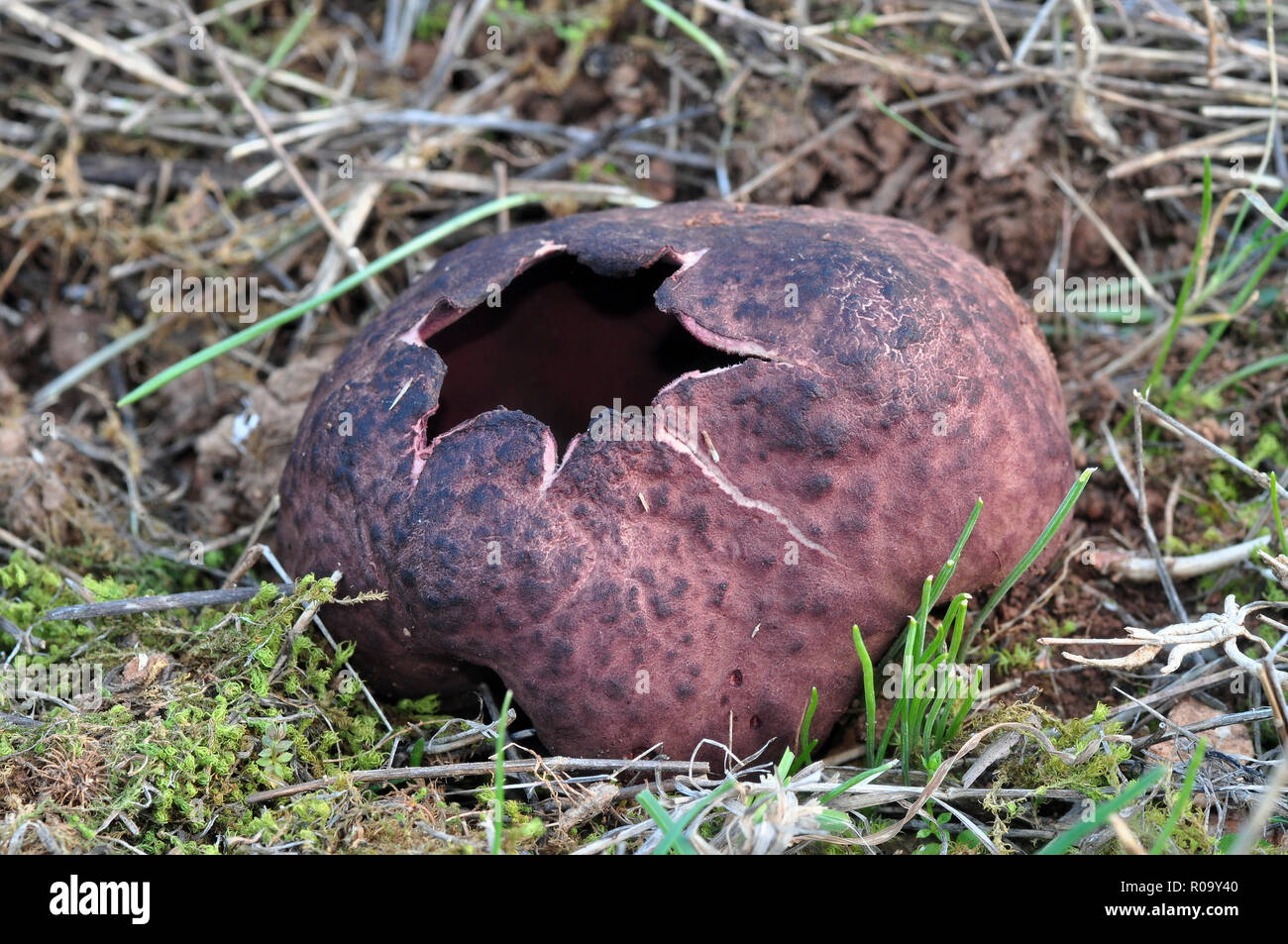 Peziza sicula,Sarcopeziza, a very rare, big red-brown ascomycete from Thessaloniki Greece.Only two known habitats in Greece. Stock Photo