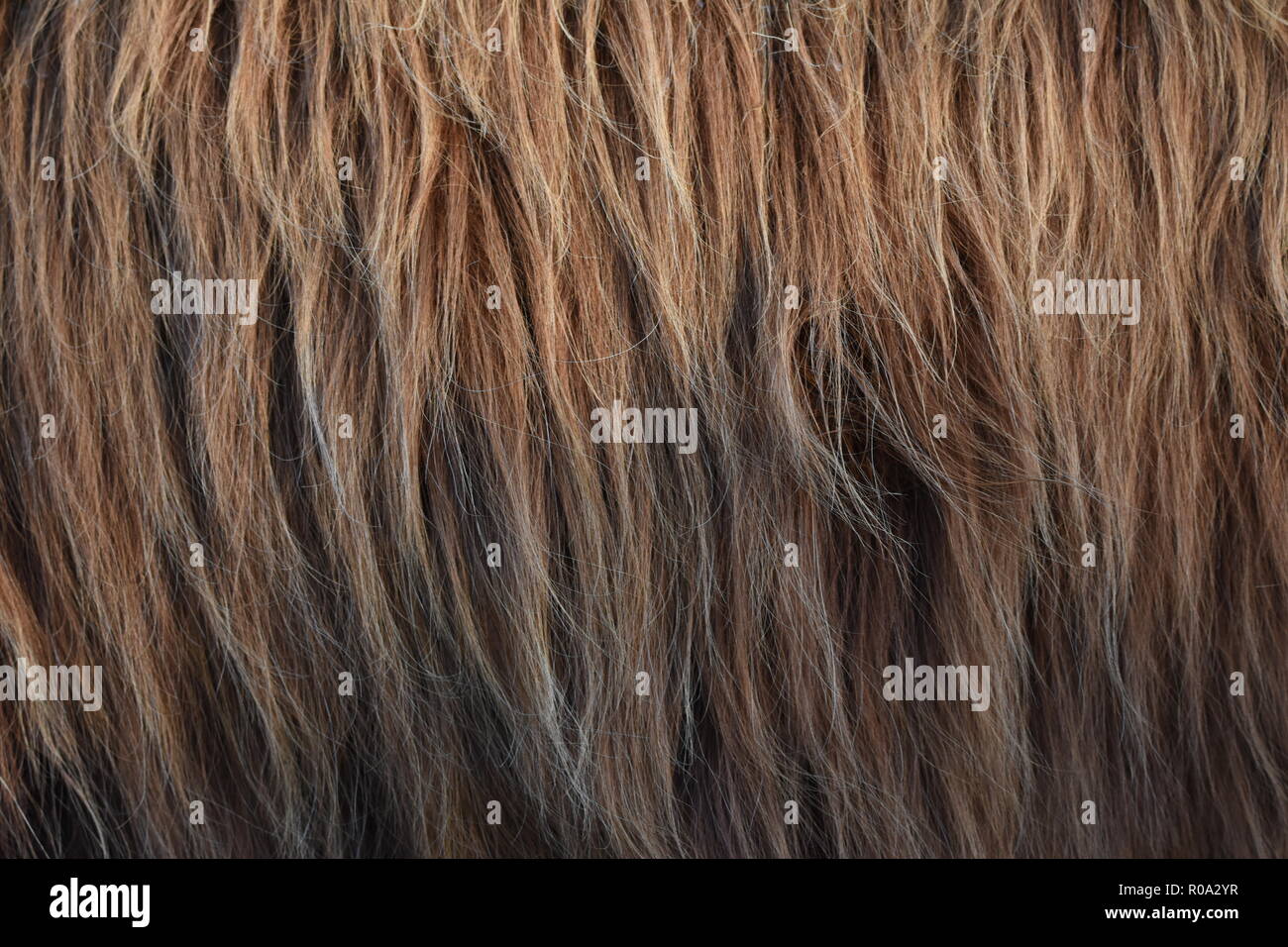 Close up photo of the fur of a Highland Cow in Scotland, Bos taurus taurus, Highland Cattle Stock Photo