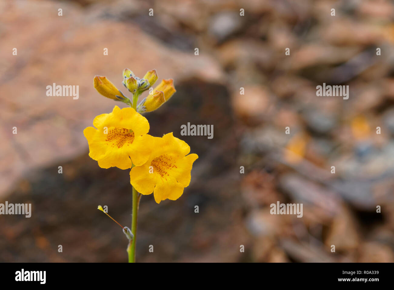 Argylia Radiata, native flower of the Atacama desert, better known as Velvet or Flower of the Jote Stock Photo
