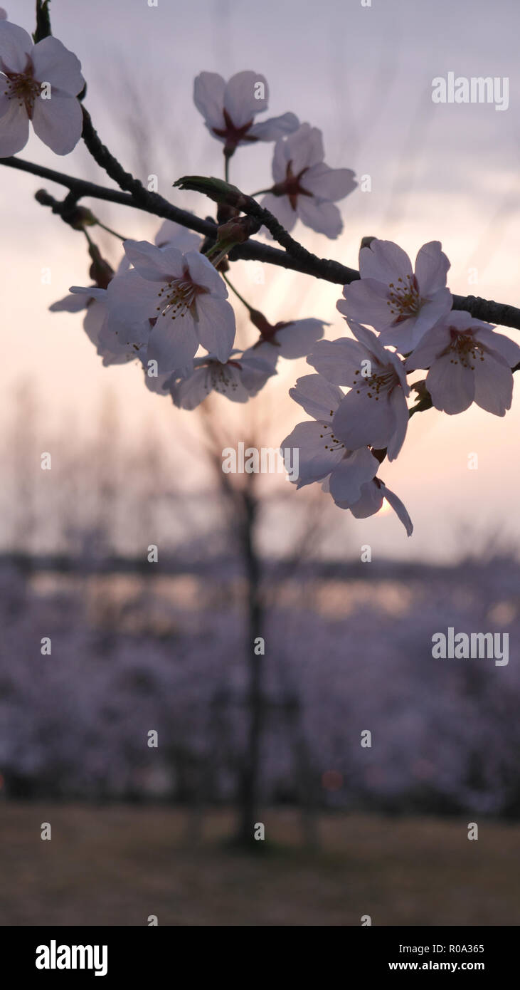 Japanese Cherry Blossom (Sakura) 2018 Stock Photo