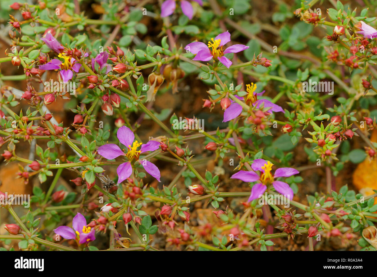 Fagonia Chilensis, an endemic plant from northern Chile, grows during the spring period Stock Photo