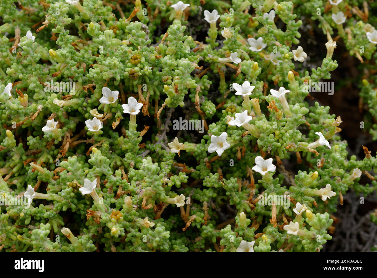 Nolana hires stock photography and images Alamy