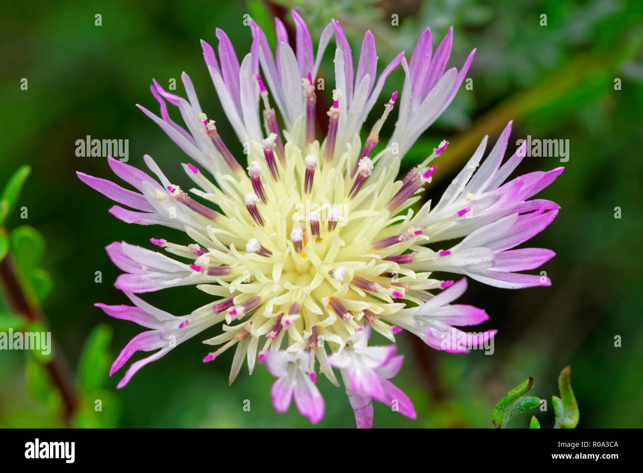 Centaurea Chilensis, Chile's endemic flower, is known as the Miner's Flower Stock Photo
