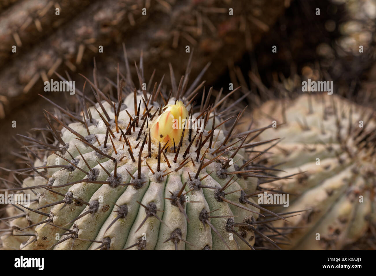 Copiapoa Marginata, it is one of the different types of cactus that grow in the Atacama desert. This image was captured in the vicinity of Copiapo Stock Photo