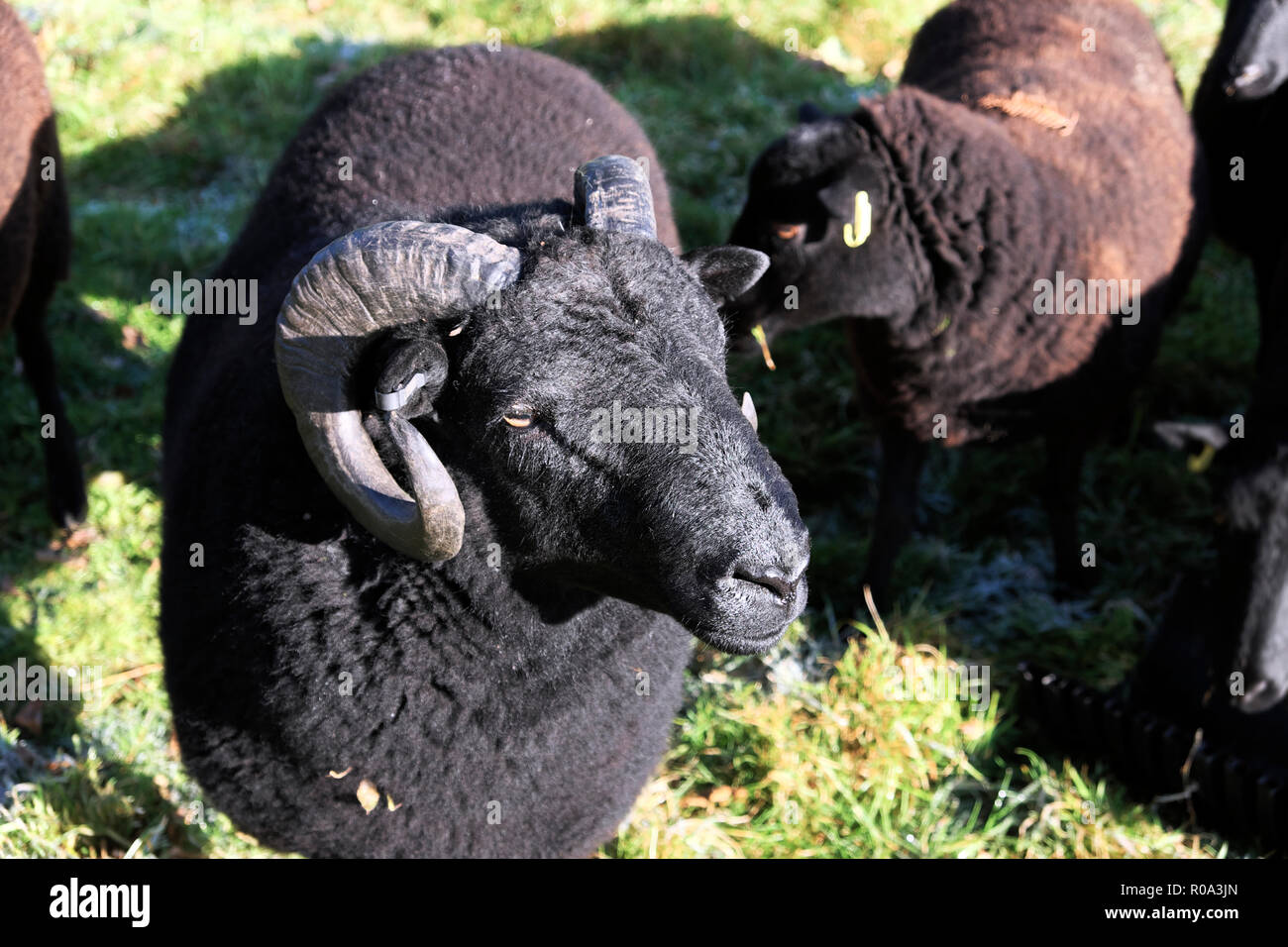 Black welsh mountain sheep hires stock photography and images Alamy