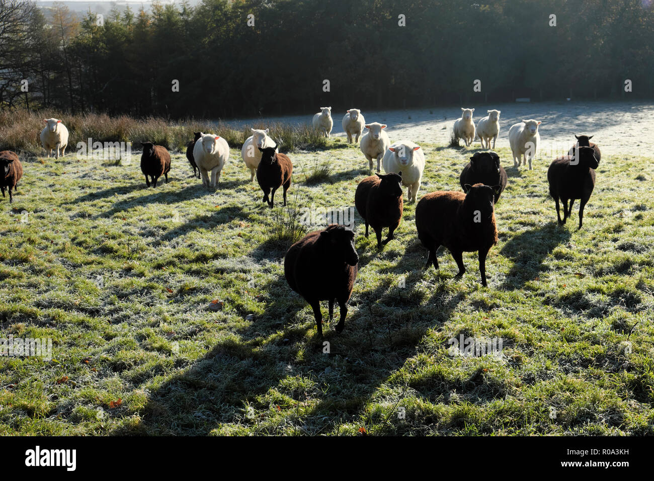 Black sheep and white sheep running together waiting for feeding in a frosty field in autumn Carmarthenshire Wales UK  KATHY DEWITT Stock Photo
