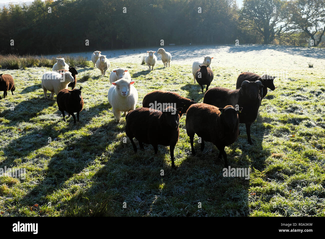 Black sheep among white sheep hires stock photography and images Alamy