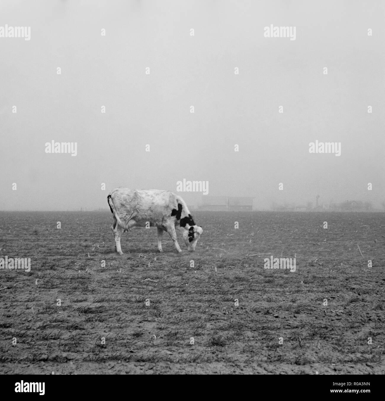 Cow Trying to Graze on Windswept Pasture of Farm, Ford County, Kansas, USA, Arthur Rothstein, Farm Security Administration, March 1936 Stock Photo