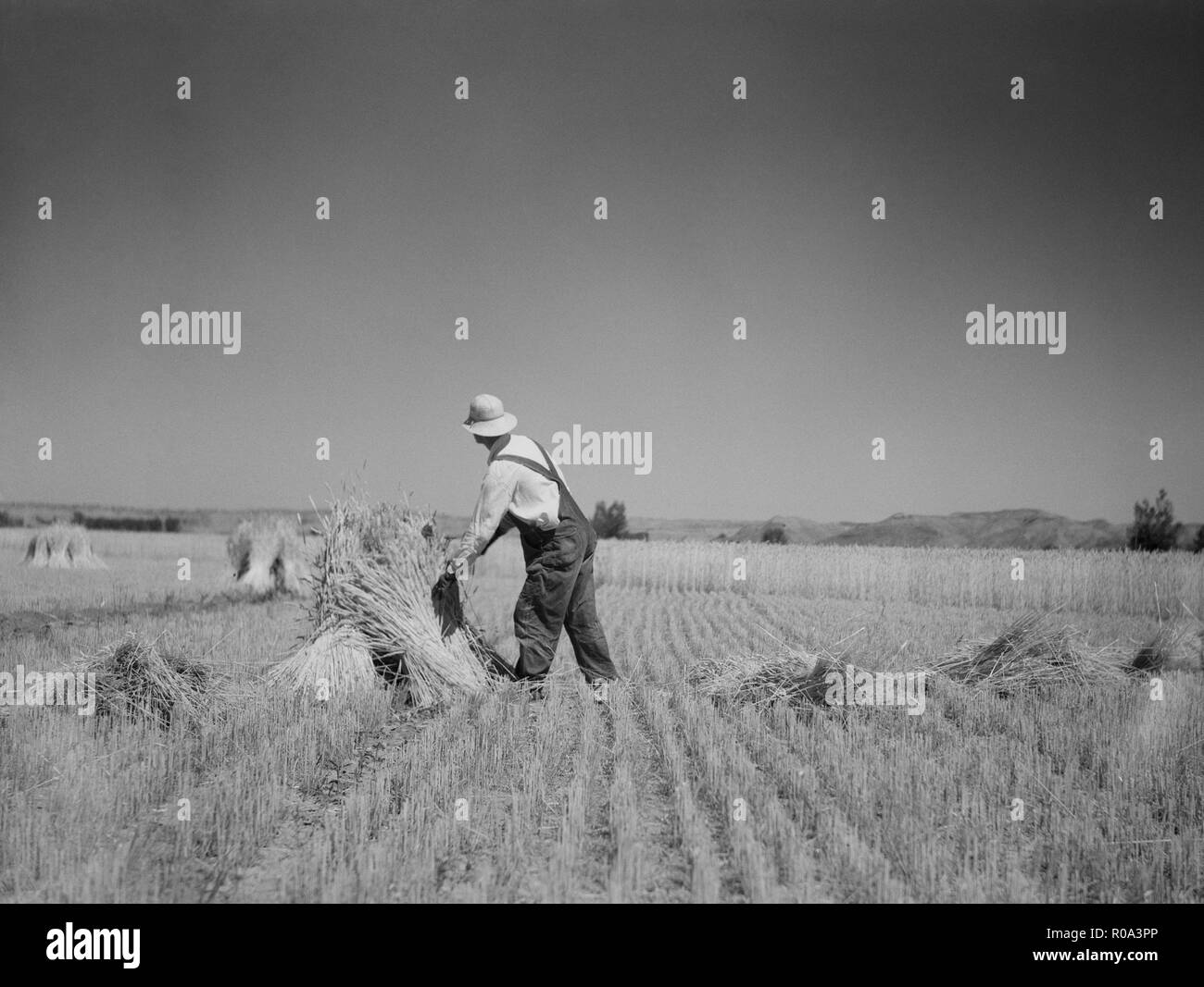 Irrigated Fields in Drought Area Yield Good Harvest, near Billings, Montana, USA, Arthur Rothstein, Farm Security Administration, July 1936 Stock Photo