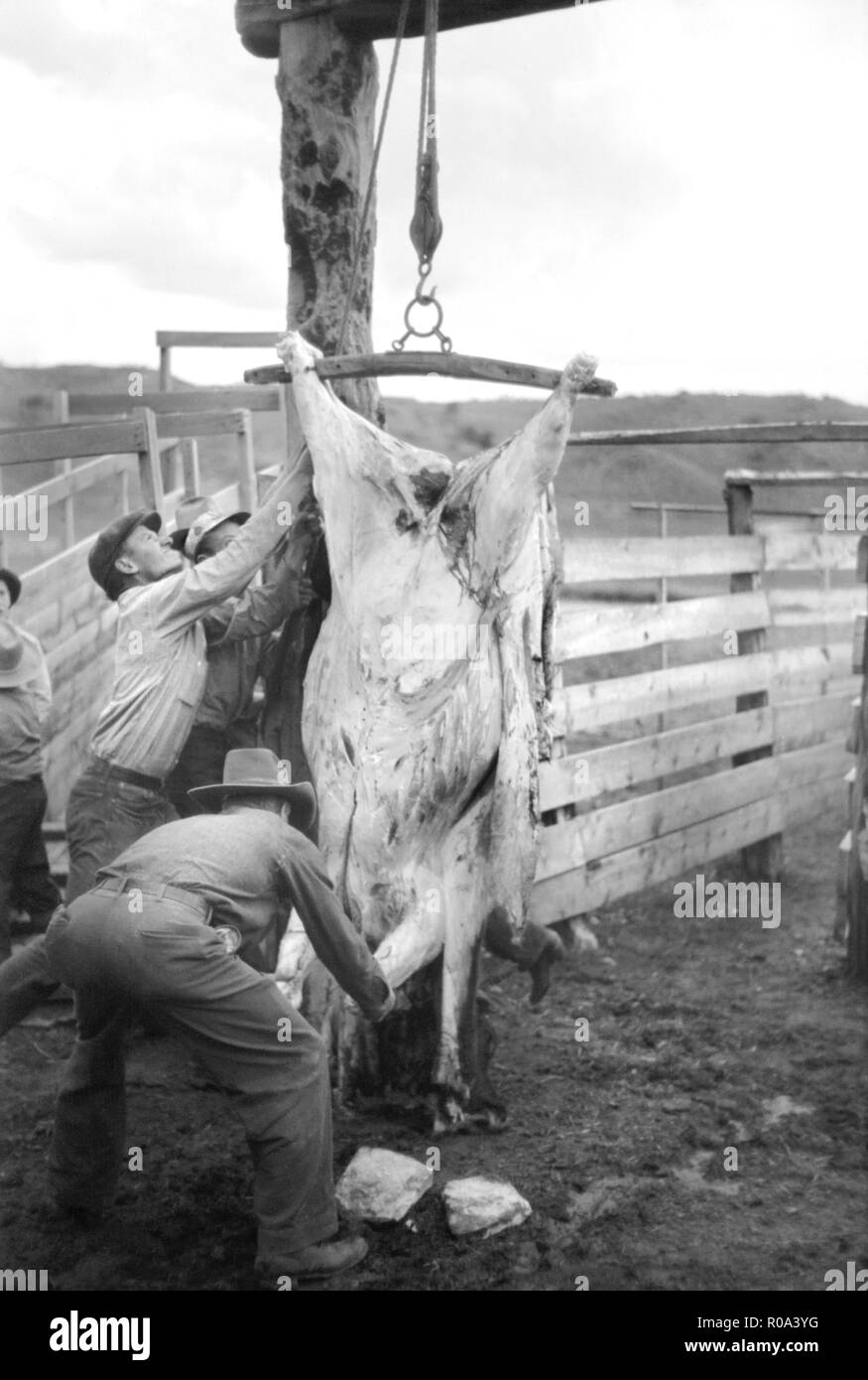 cattle range butcher cattle range butcher