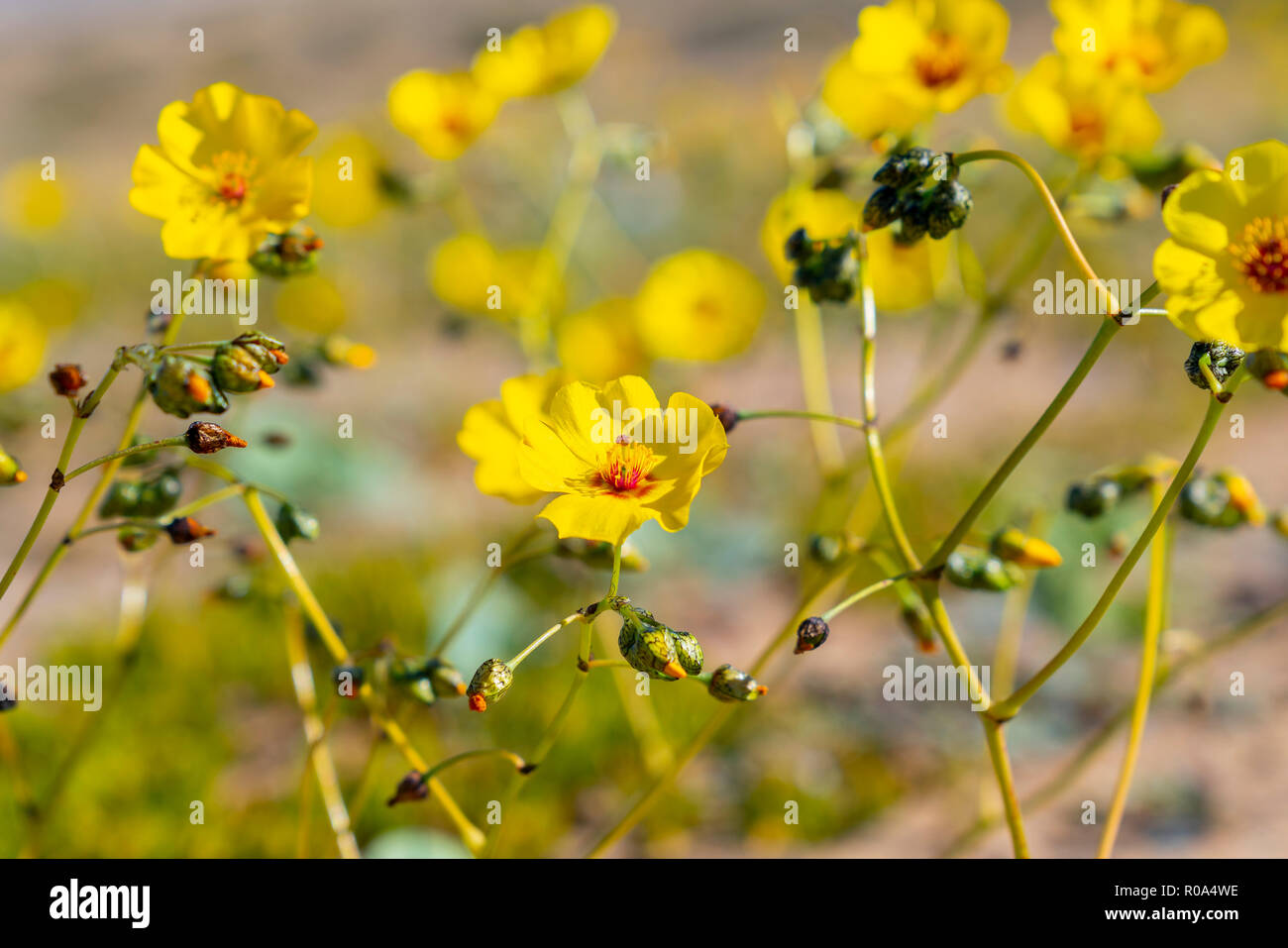 Cistanthe longiscapa, better known as pata guanaco. Flower that grows in the Atacama Desert in the spring season thanks to the child's phenomenon Stock Photo