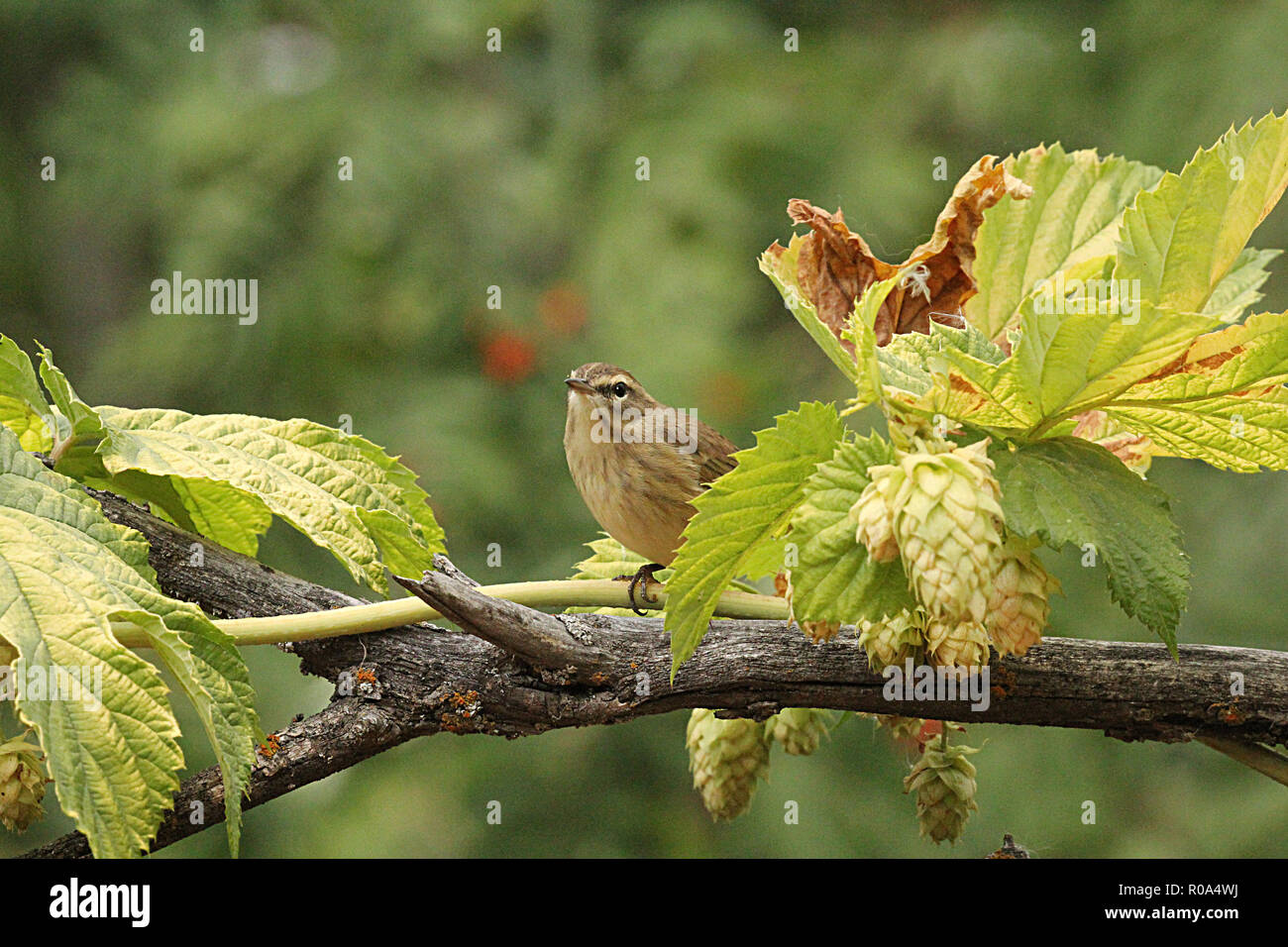 Birds of North America, YELLOW WARBLER  (dendoica petechia); Stock Photo