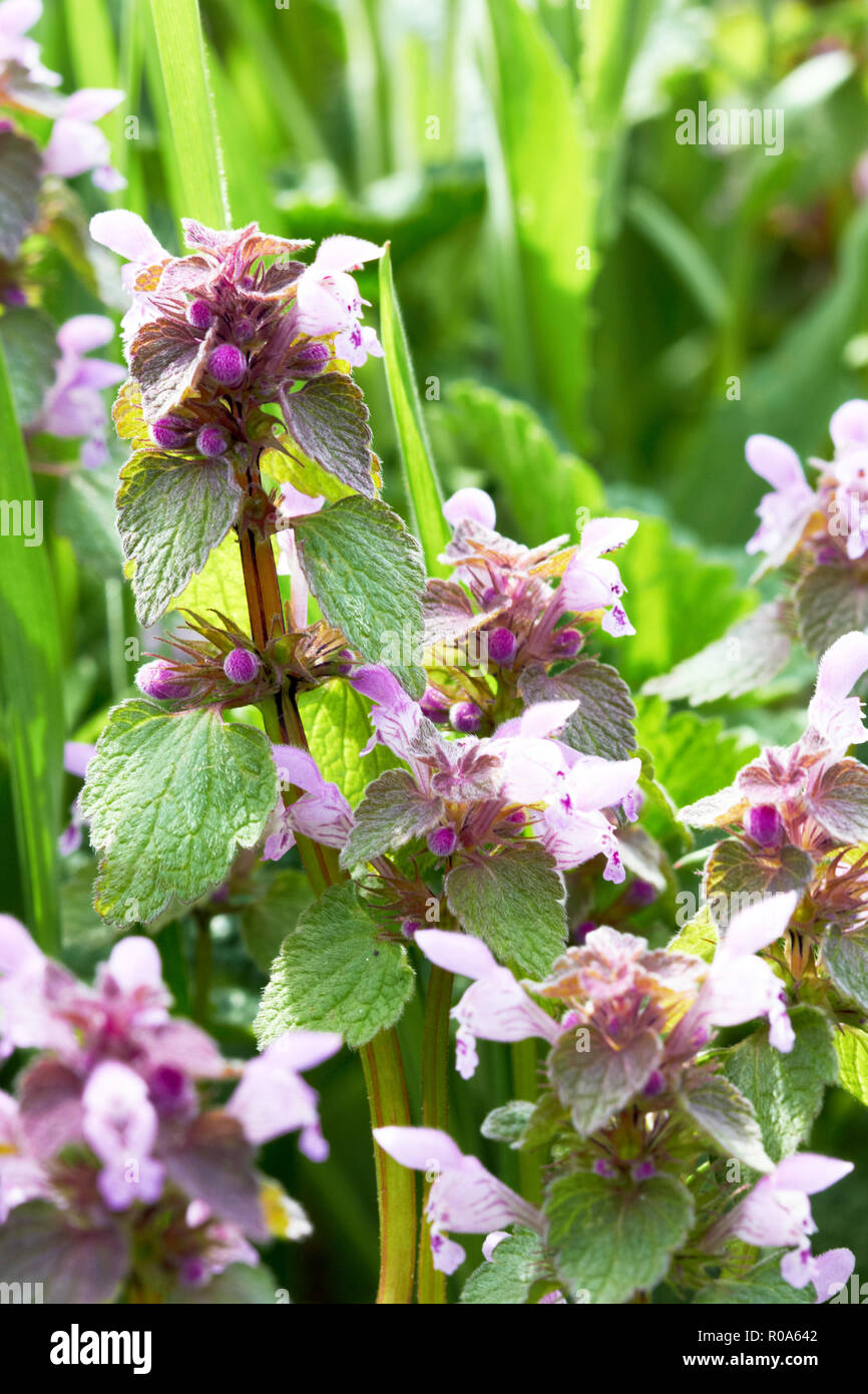 Spring purple flowers in grass Stock Photo Alamy