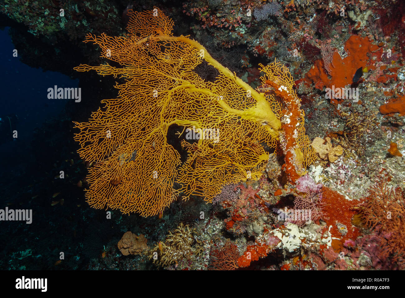 Giant Sea Fan at the Maldives Stock Photo - Alamy