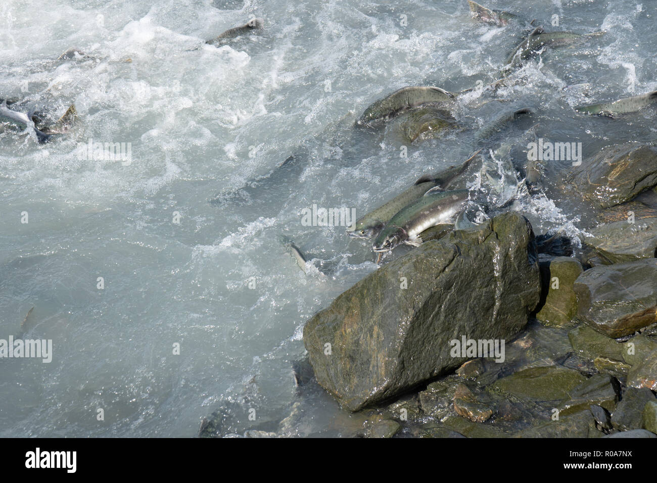 Salmon fish swimming upstream in Valdez Alaska during the August salmon