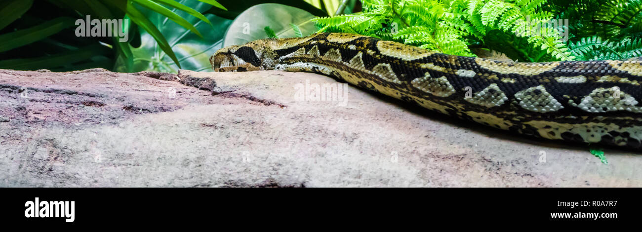 beautiful reptile animal portrait of a boa constrictor gliding over a rock between plants low on the ground sneaking around Stock Photo