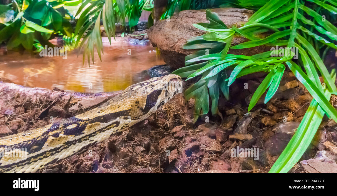 beautiful reptile animal portrait of a boa constrictor in close up at the water with some plants Stock Photo