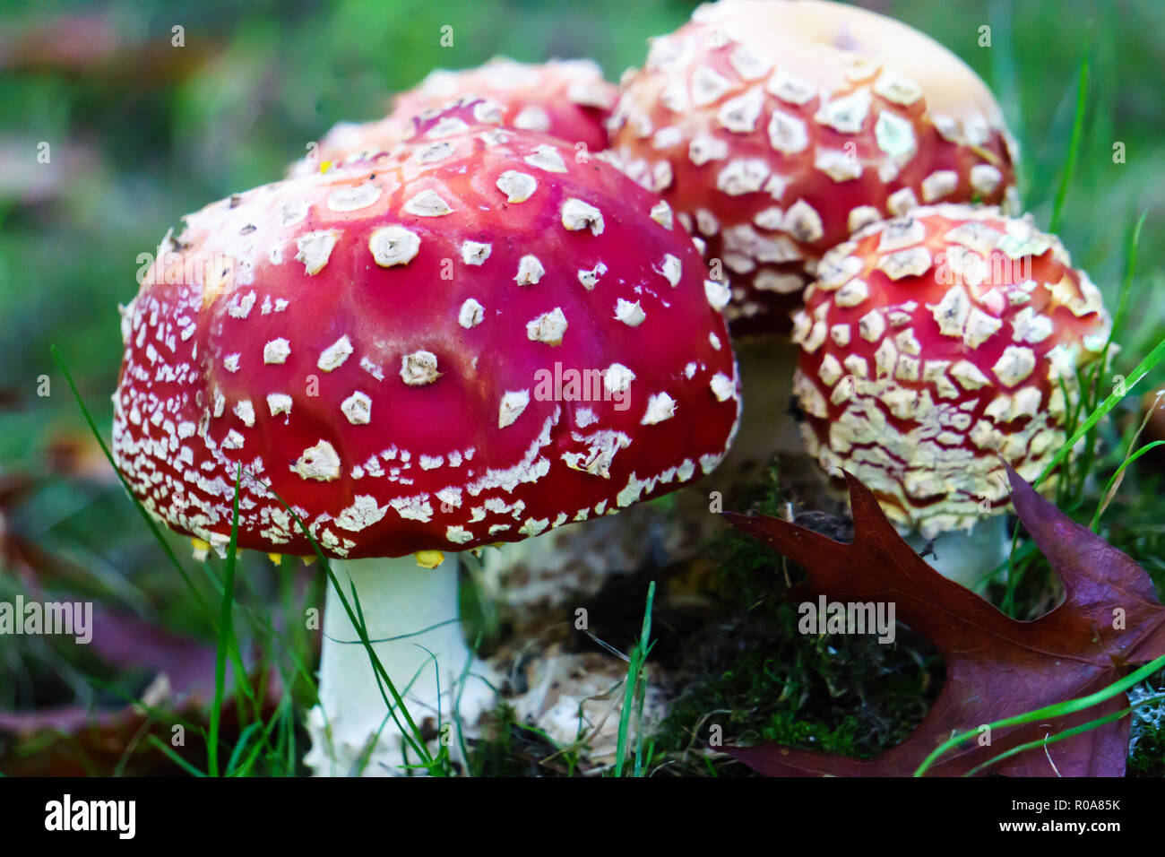 Bright red fly agaric poisonous mushrooms in nature. Stock Photo