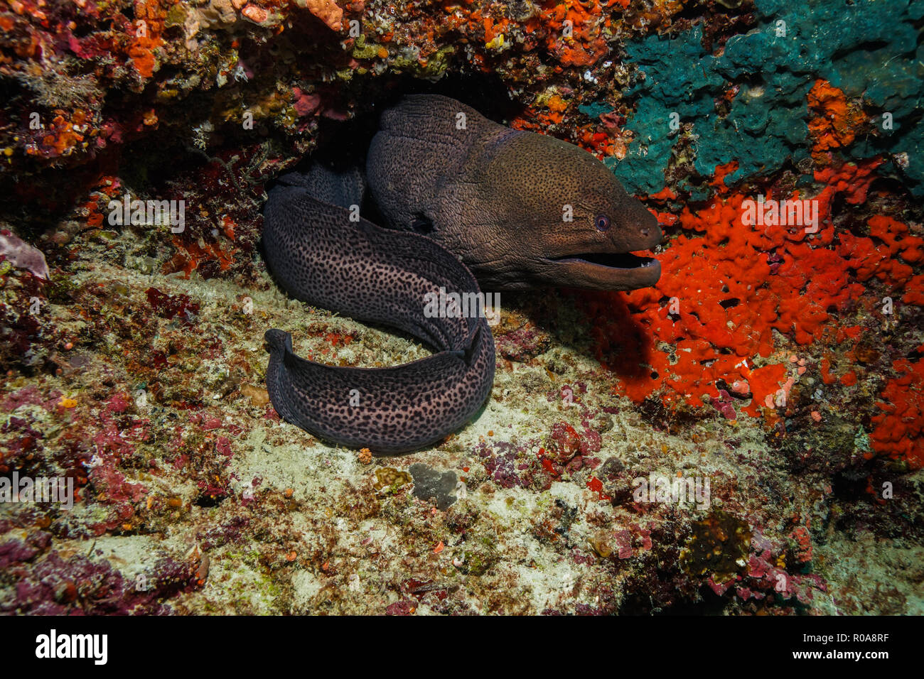 Moray Eel at the Maldives Stock Photo - Alamy