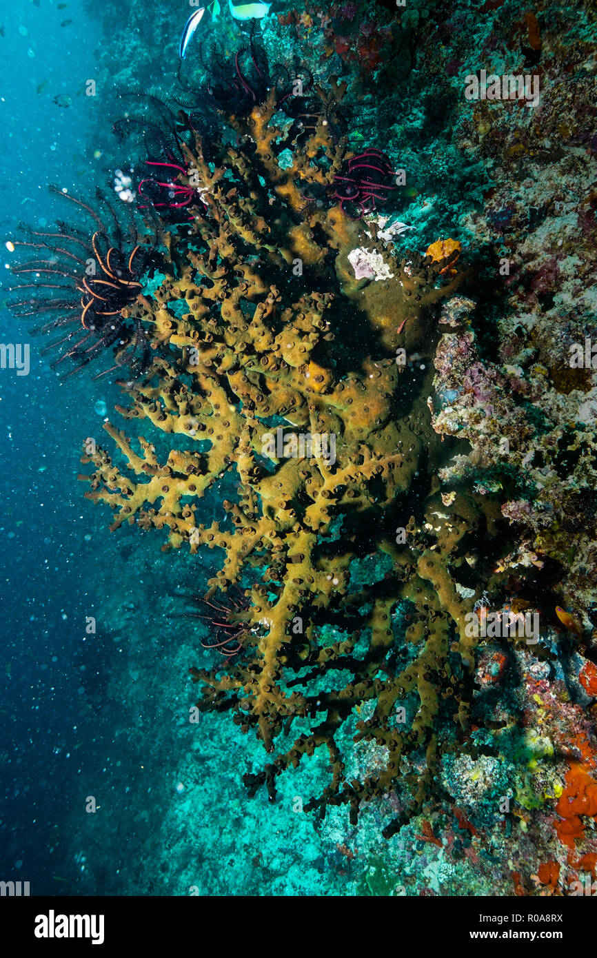 Tubastraea Micranthus midnight Coral Maldives Stock Photo Alamy