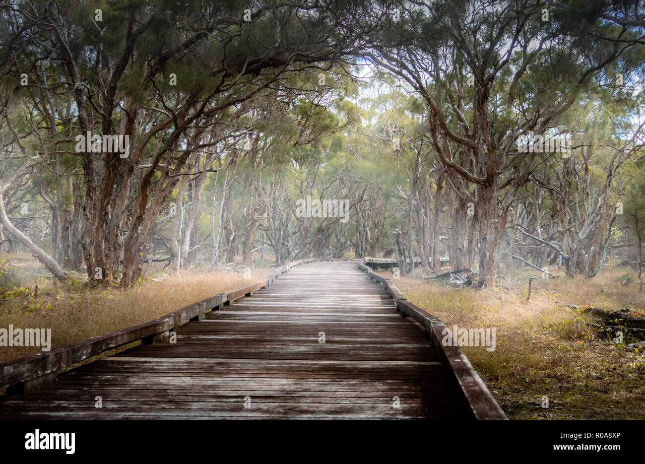 Wooden pathway leading into the fog Stock Photo