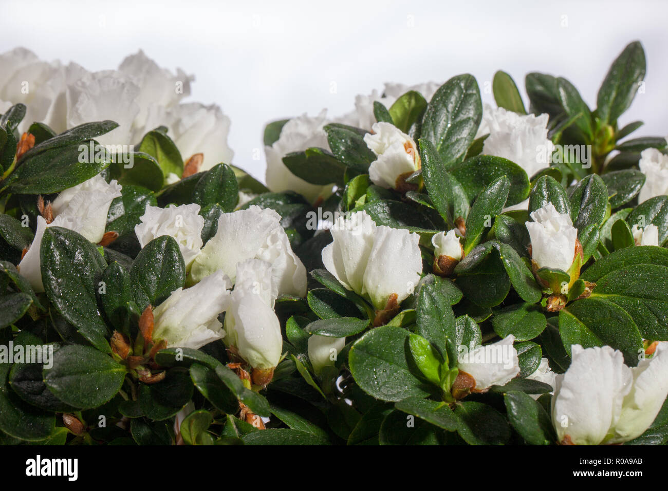 Azalea, Rhododendron Simsii-gruppen (Rhododendron simsii) Stock Photo