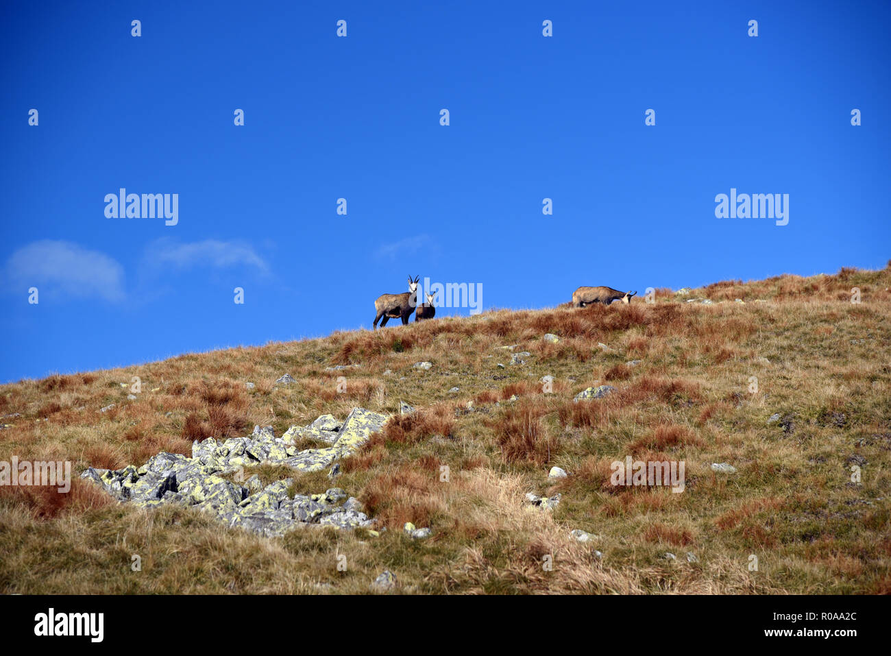 chamois on mountain meadow with few stones near Derese hill in Nizke Tatry mountains in Slovakia during autumn day with blue sky Stock Photo