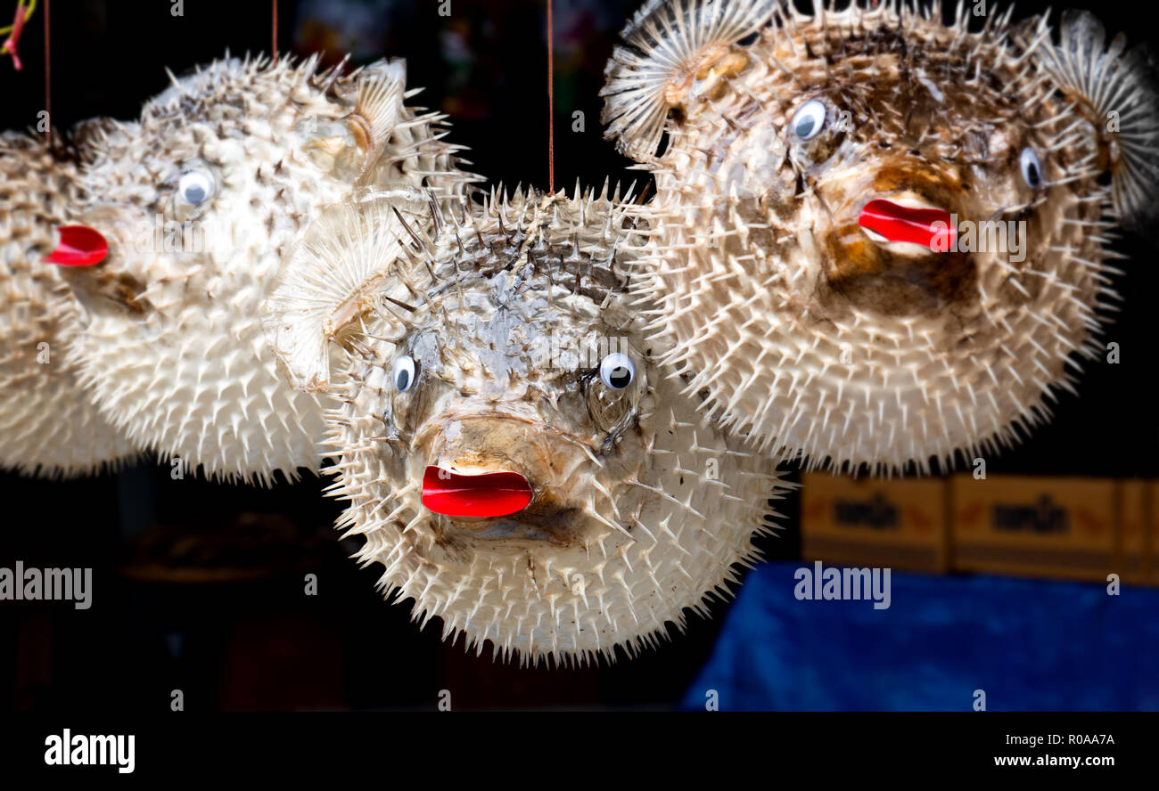 Taxidermic balloon fish sale at seaside shop in Thailand. Stock Photo