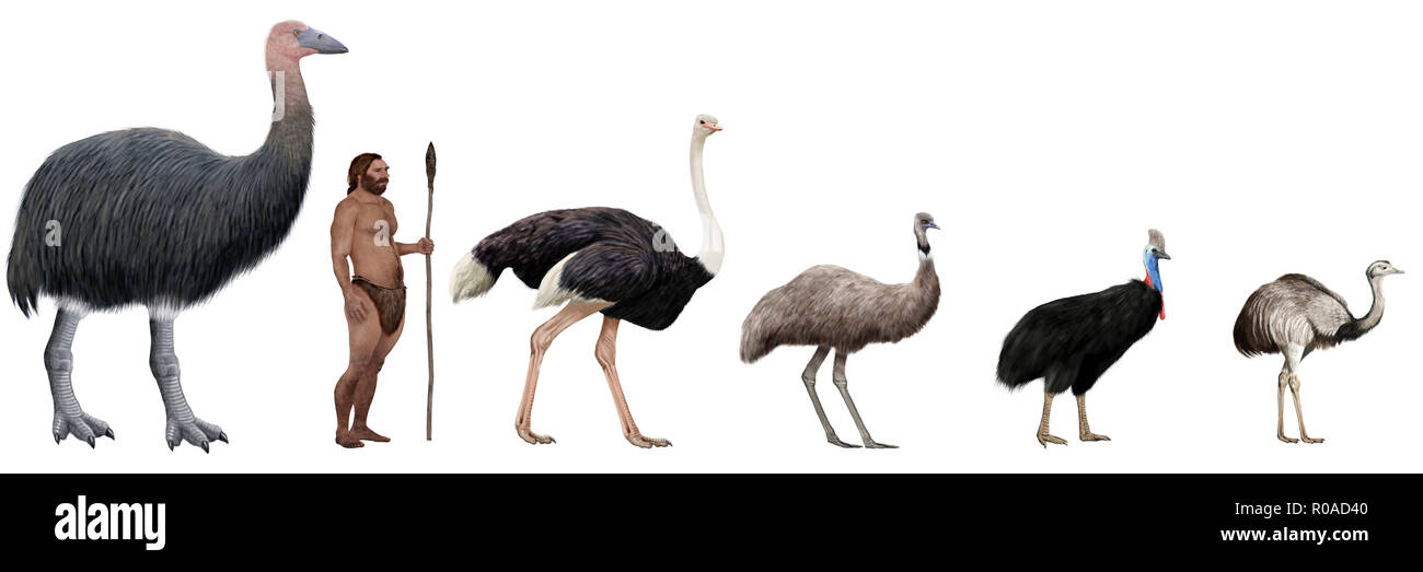 Emu Vs Ostrich Size