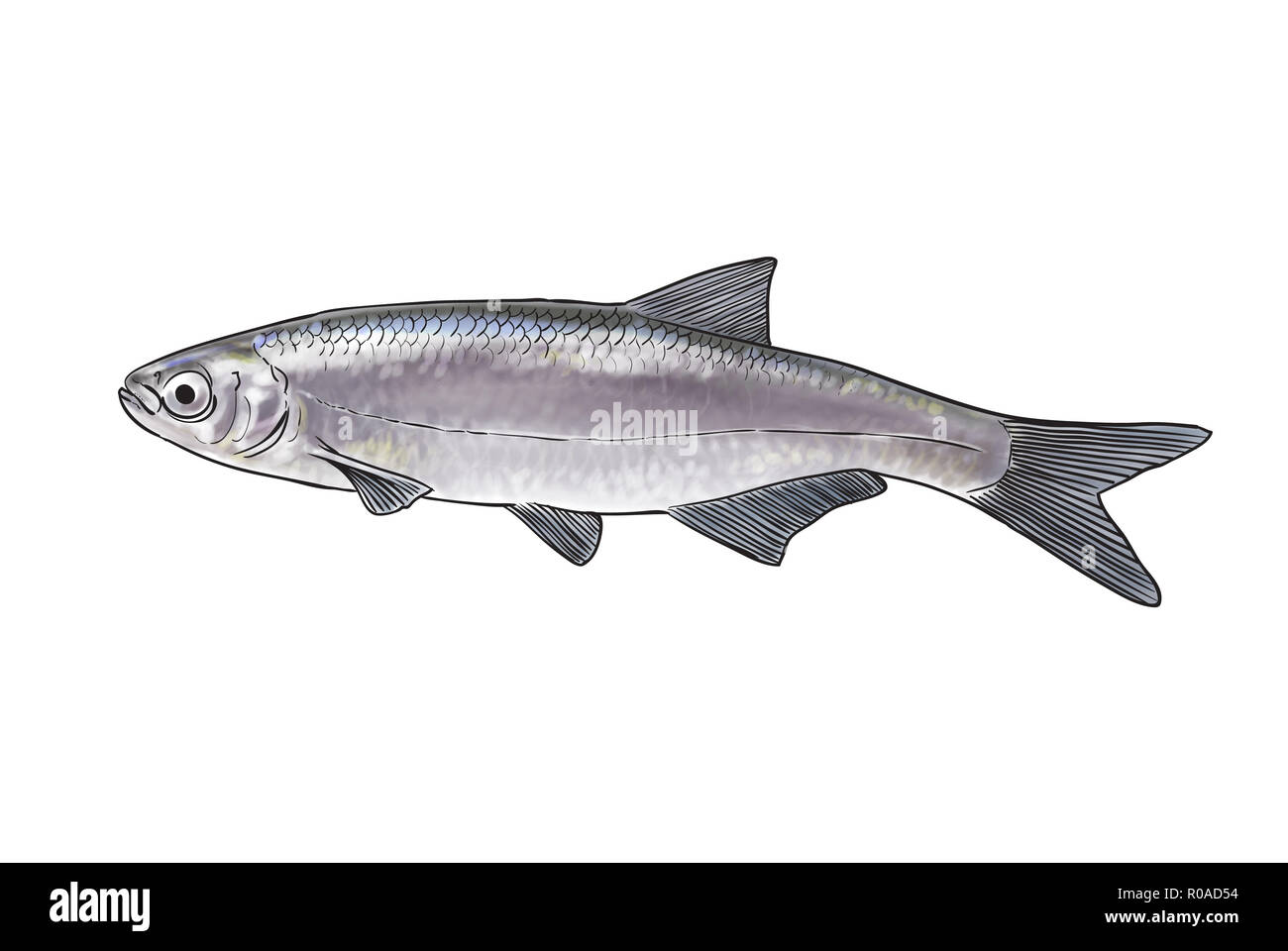 Digital illustration of freshwater fish, bleak Stock Photo
